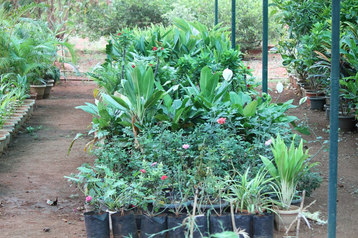The campus nursery with saplings and ornamental plants in pots