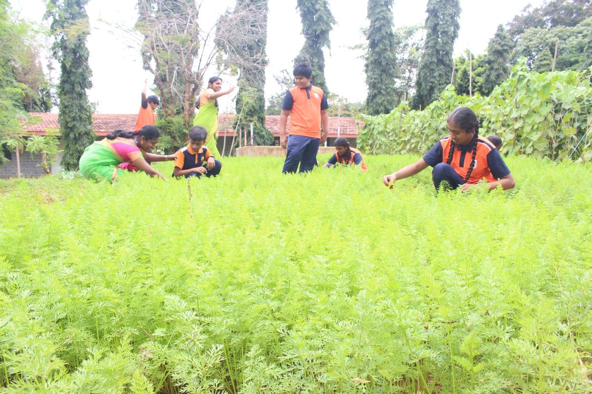 Rows of healthy green vegetables tended by students