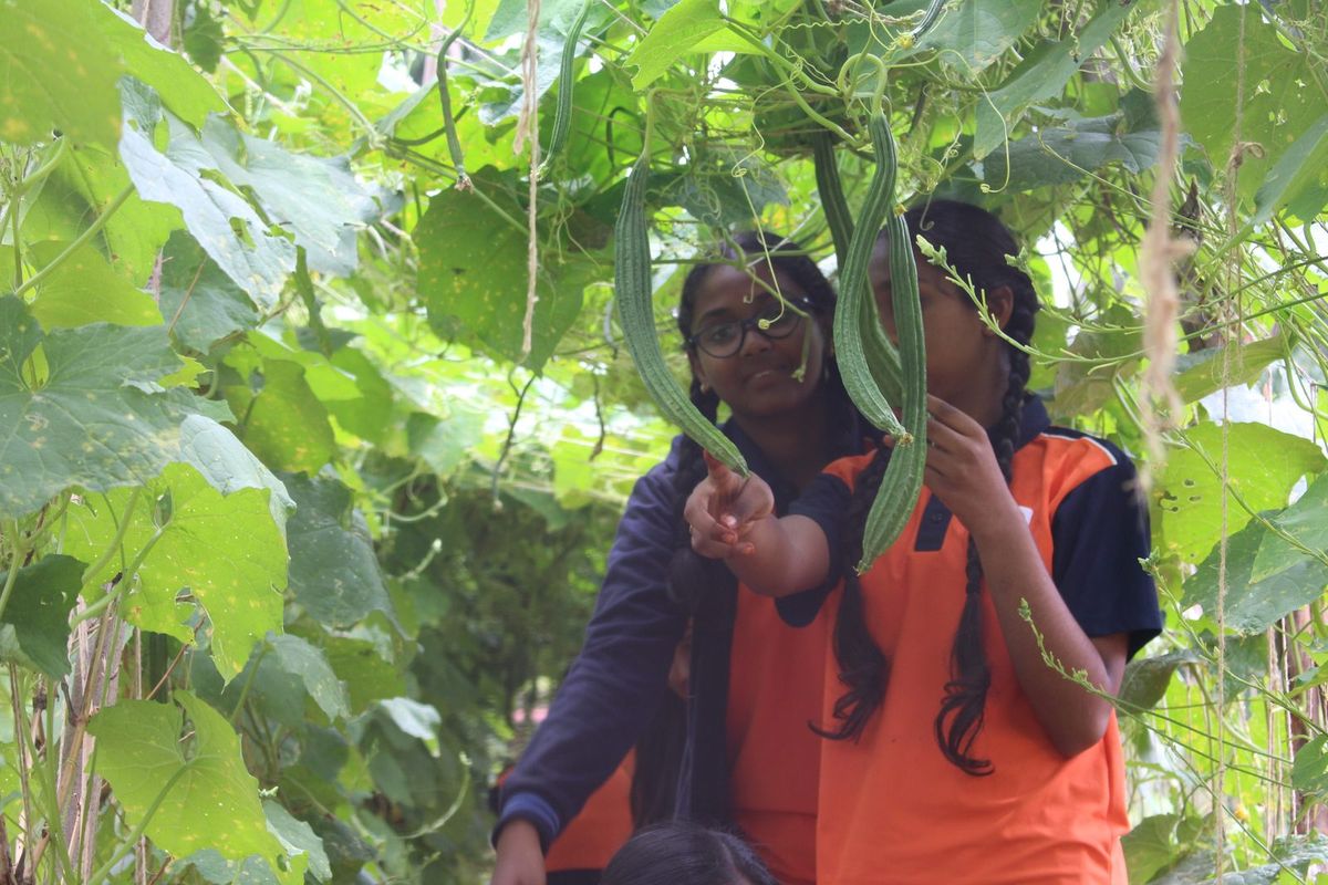 Students looking closely at vegetables growing on the vine