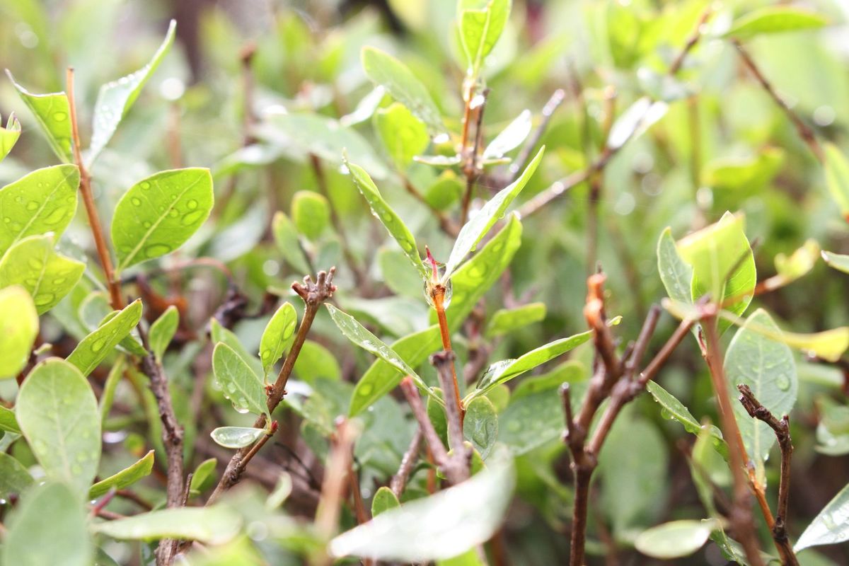 Close-up of fresh green leaves in the garden