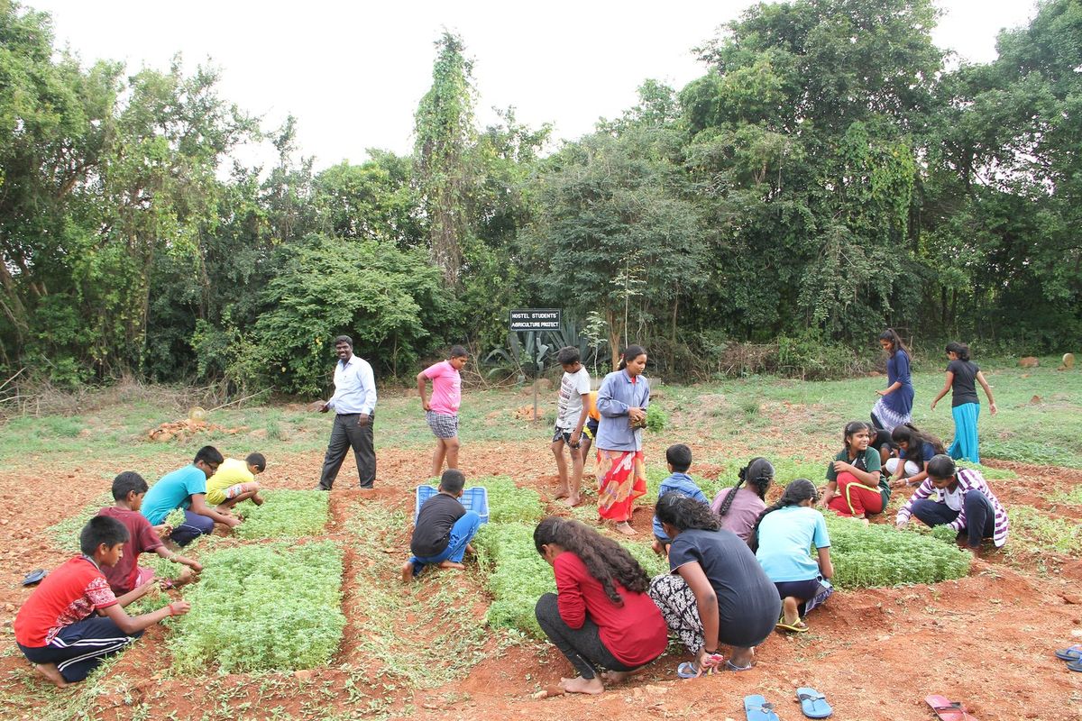 Students crouching together in the vegetable beds