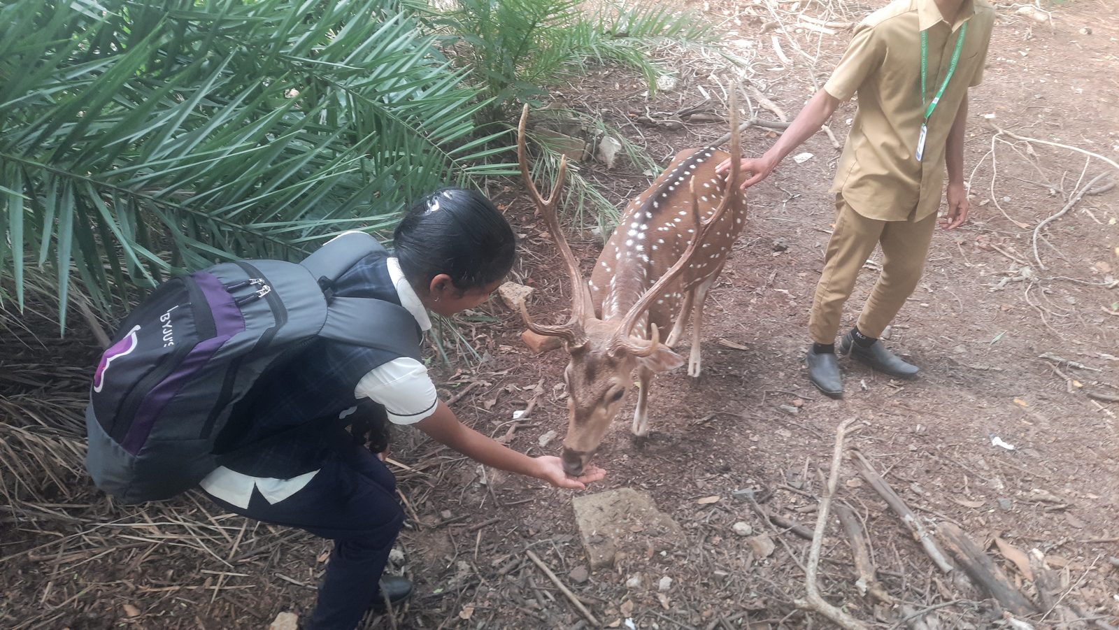 MMS student feeding a deer on the IIT Madras campus