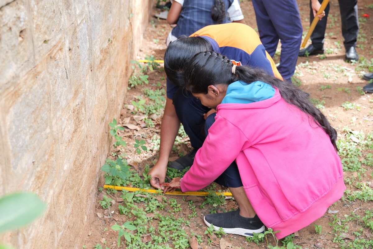 A student measuring plant spacing during an ecology field study